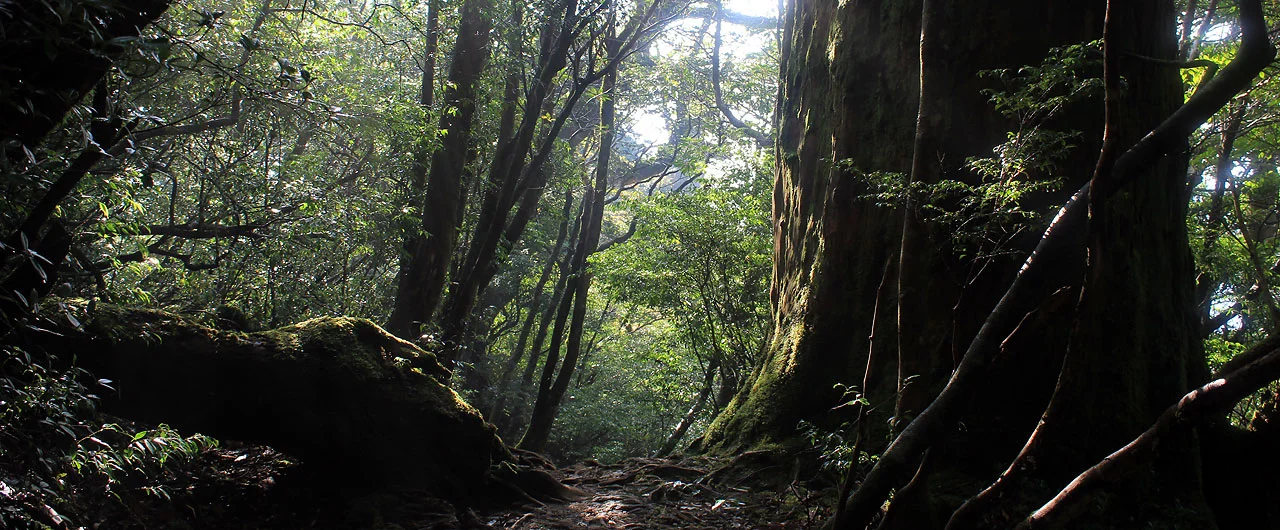 屋久島の原生林