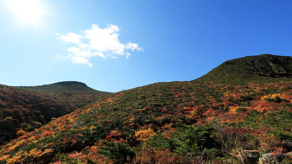 赤味の強い紅葉