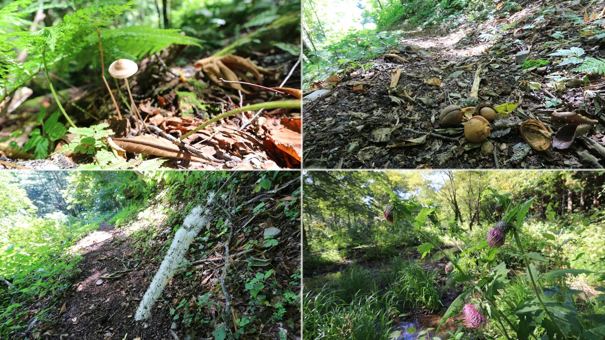 登山道の途中で見かけた植物