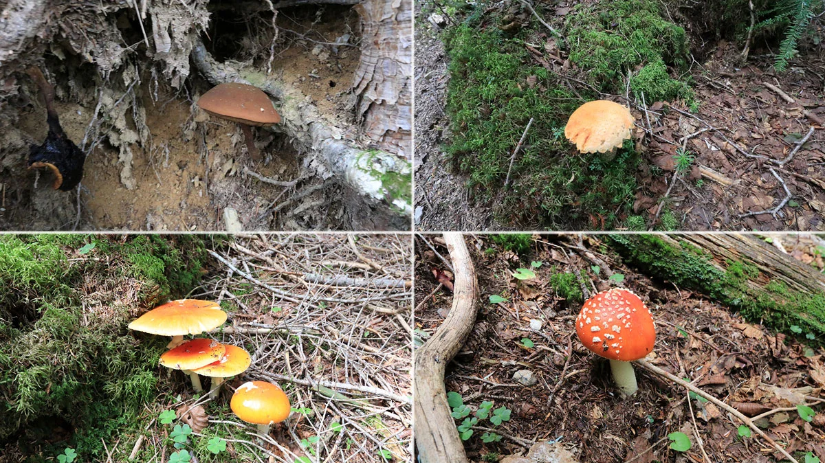 登山道のきのこ