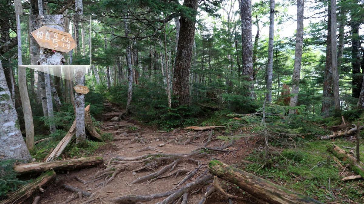 椹島から赤石小屋まで4/5地点