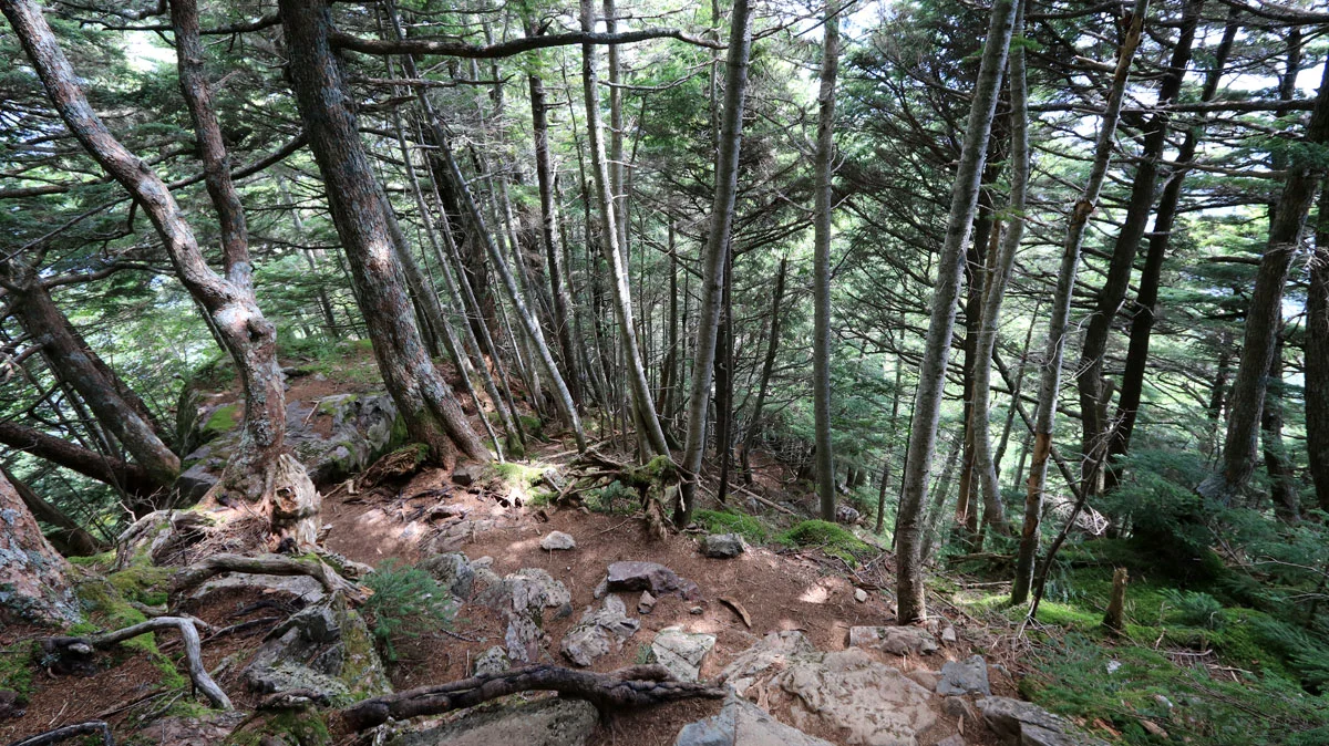 登山道を上から撮影