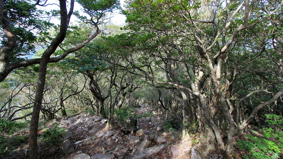 万二郎岳からの下り道