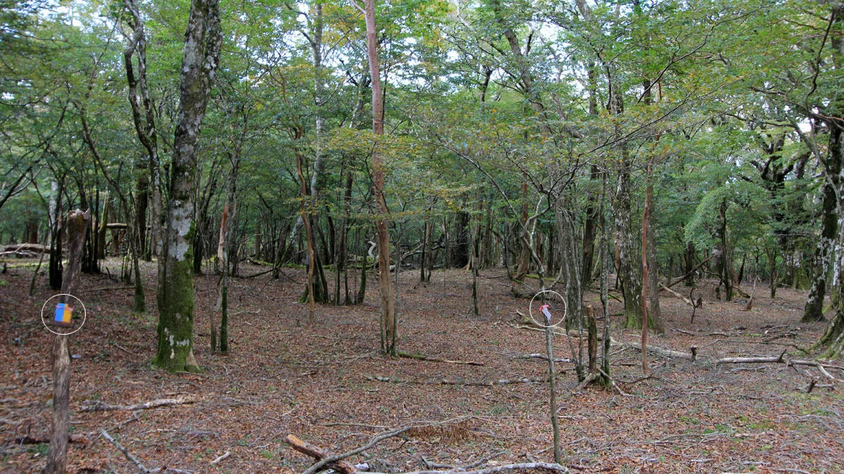 道迷い中の登山道