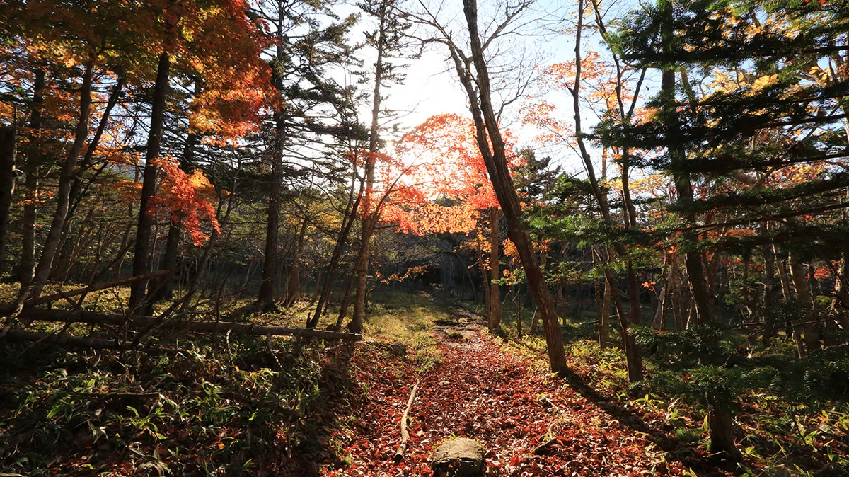 朝日に照らされ赤く染まる紅葉