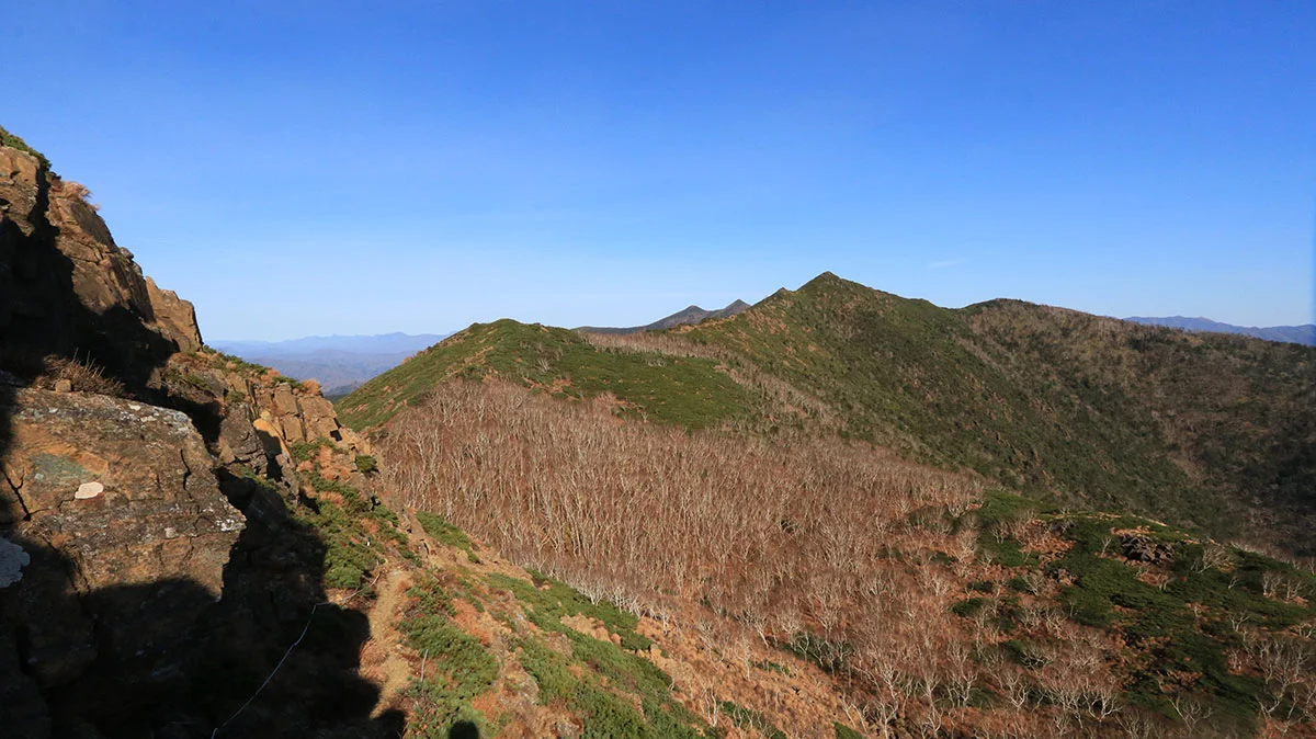 ダケカンバの林