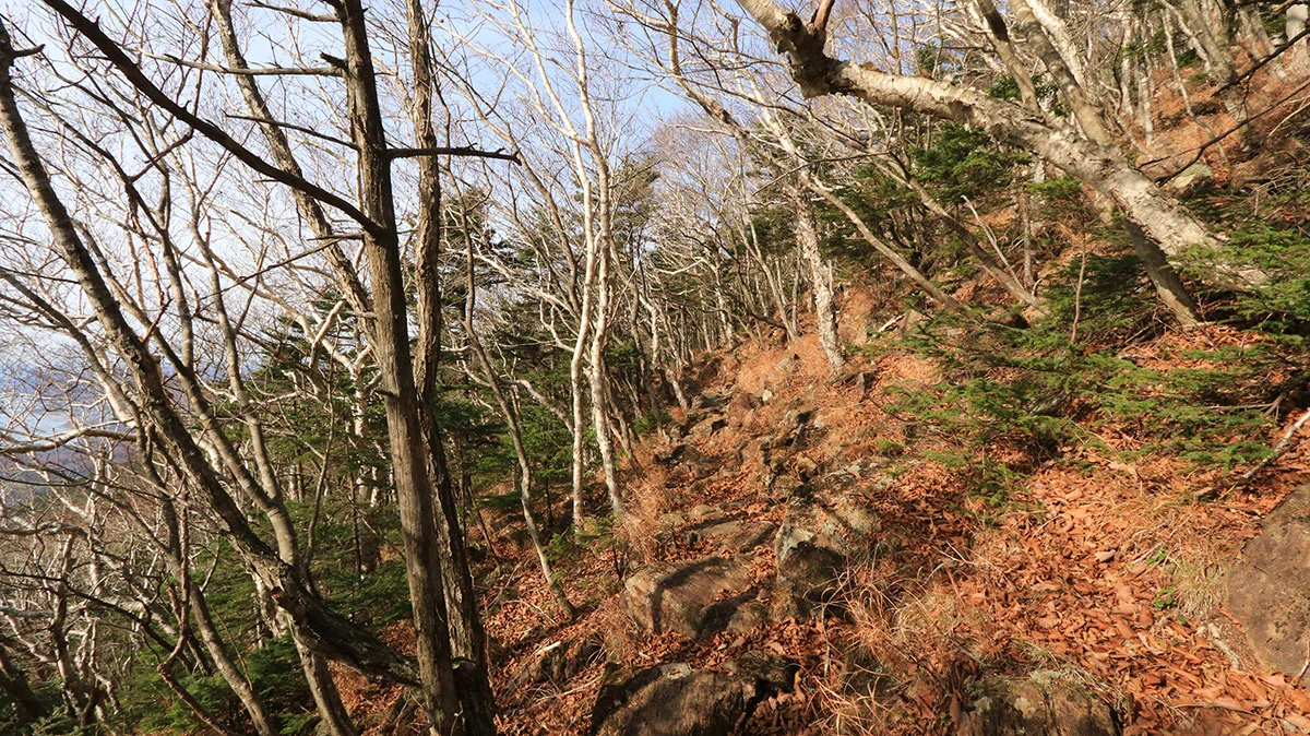 旧幌満お花畑から主登山道に戻る道