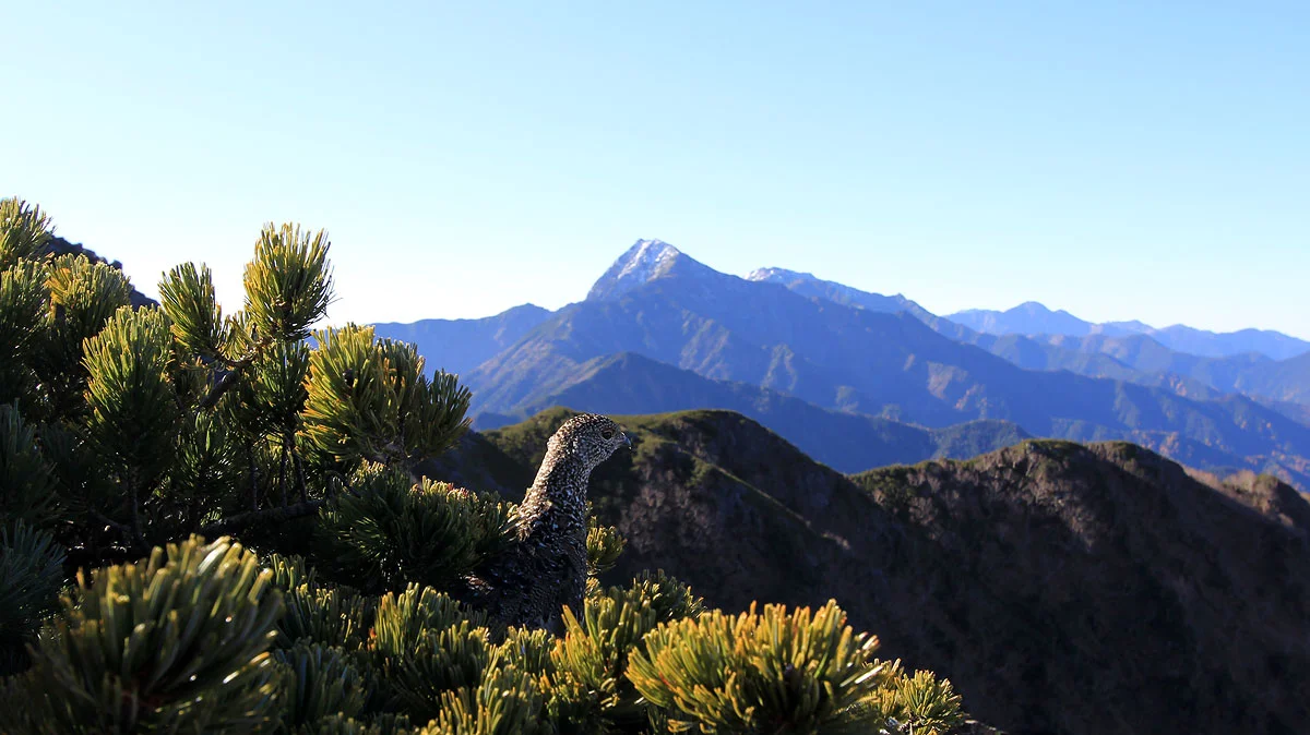 ハイマツから首だけを出すライチョウ