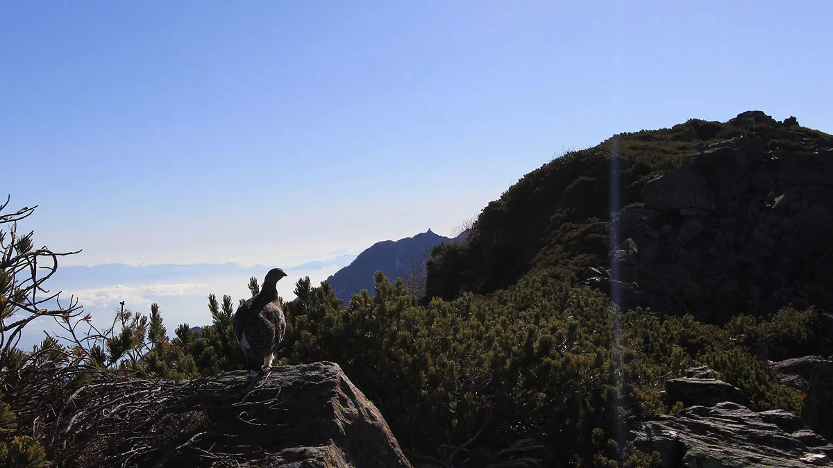 鳳凰山の地蔵岳とライチョウ