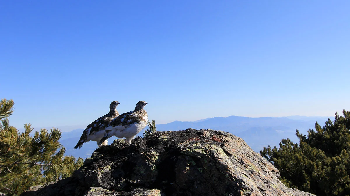 岩の上で寄り添う2羽のライチョウ