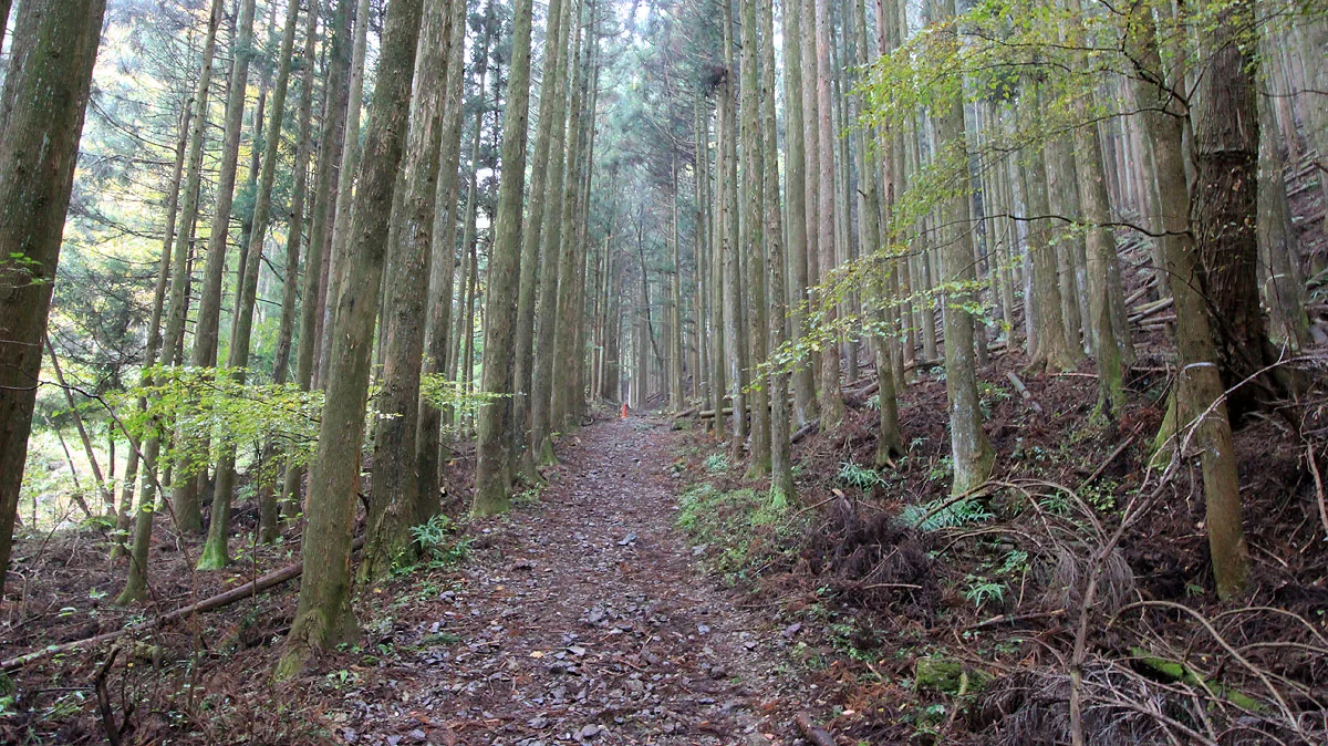 一の鳥居から20分ほど歩いた地点