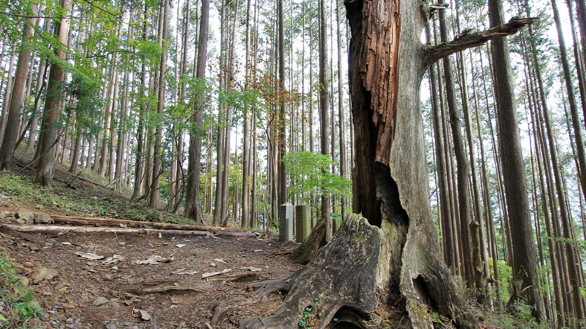 登山道三十丁目