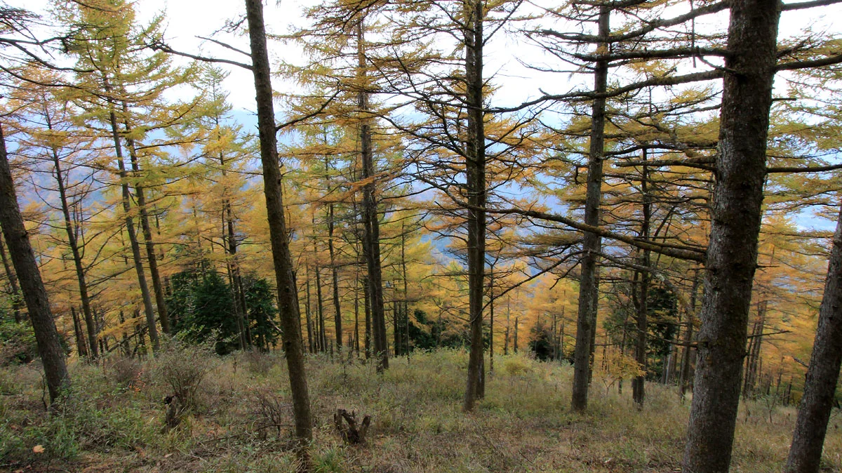 紅葉に色づく沿道