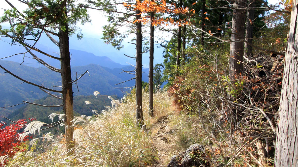 ススキのある登山道