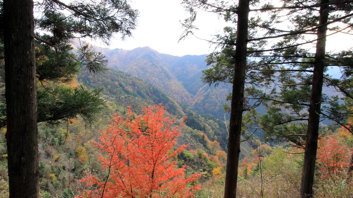 登山道からの風景