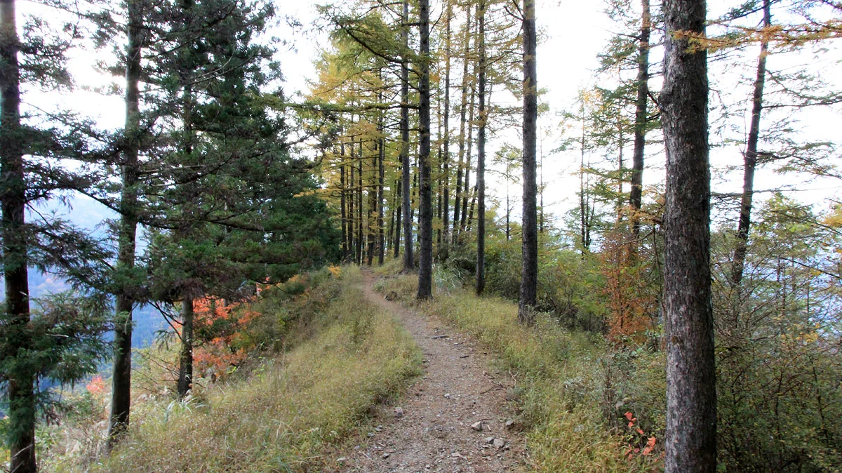 引き続き尾根伝いの道が続く