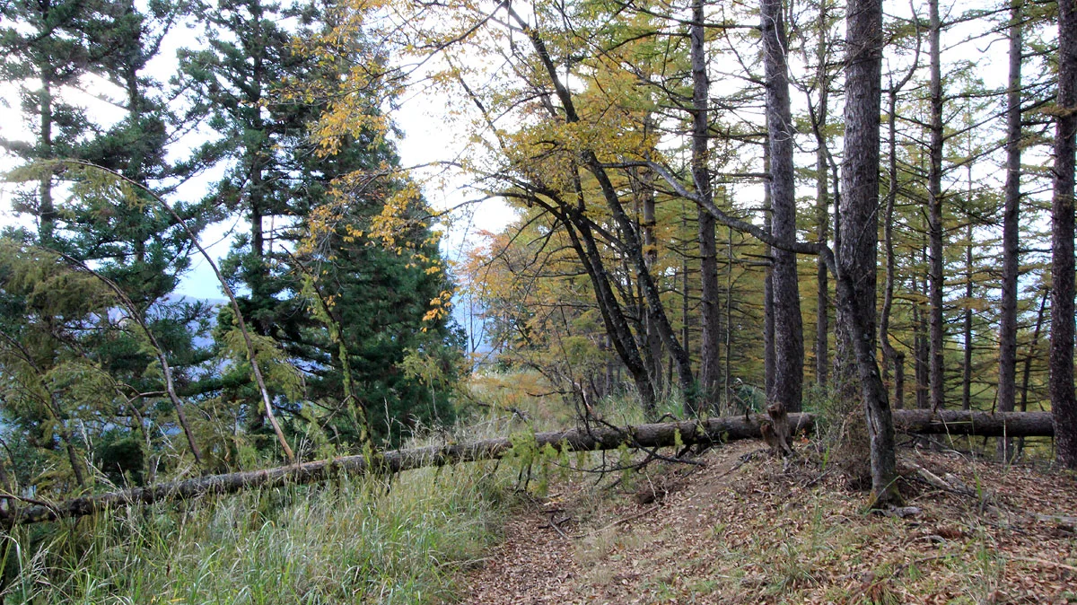 倒木にさえぎられる登山道