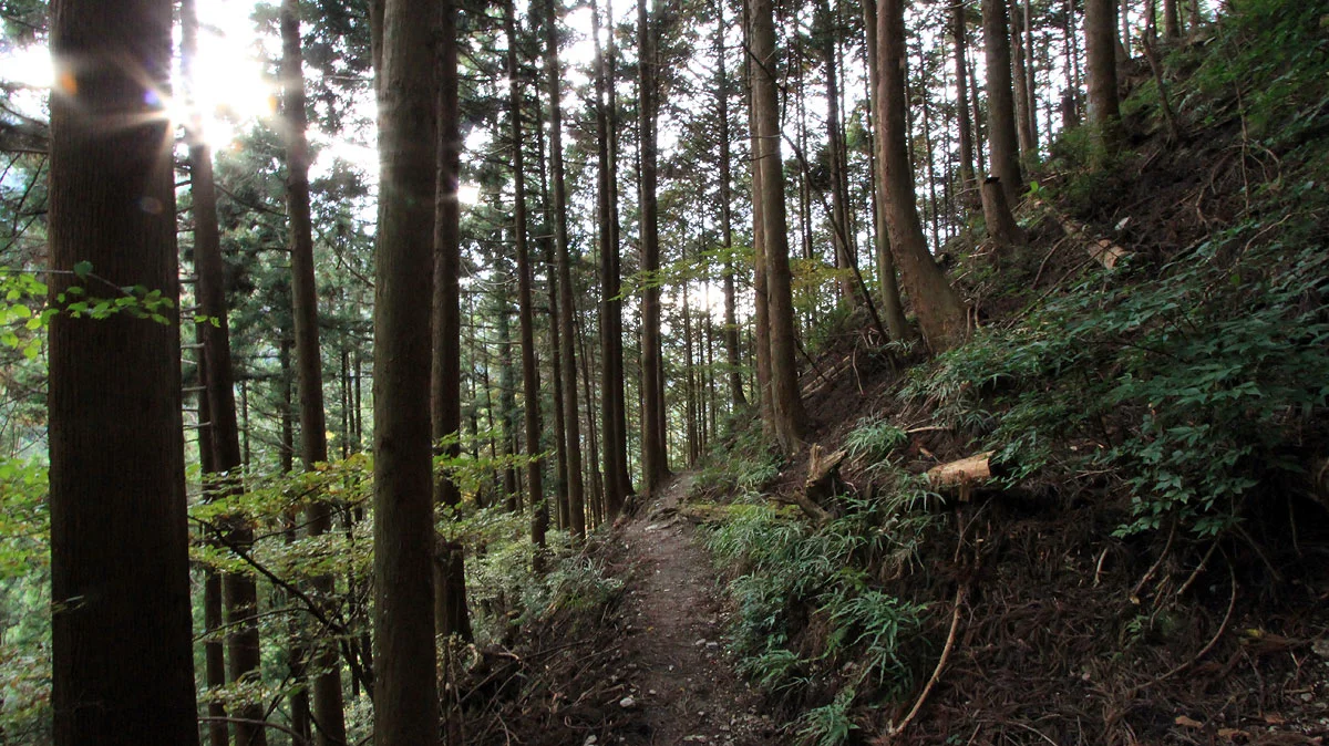 杉林の隙間から射す木漏れ日