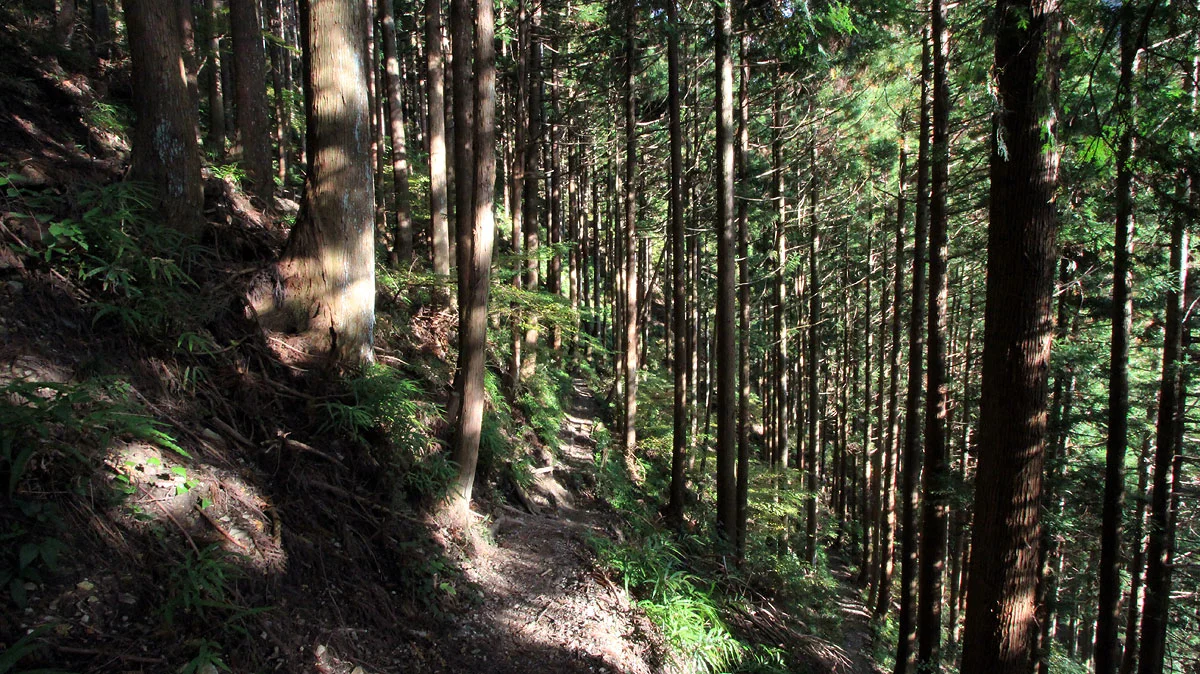 登山道を照らす木漏れ日