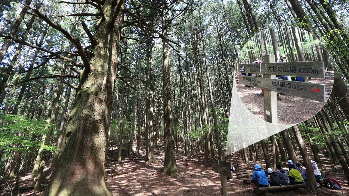 武甲山表参道三十二丁目の大杉の広間