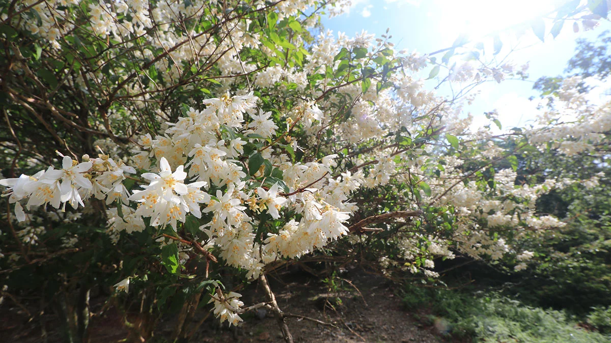 満開のヒメウツギ