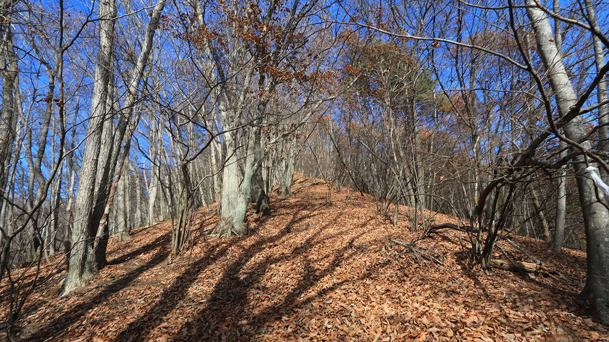 単調な尾根道