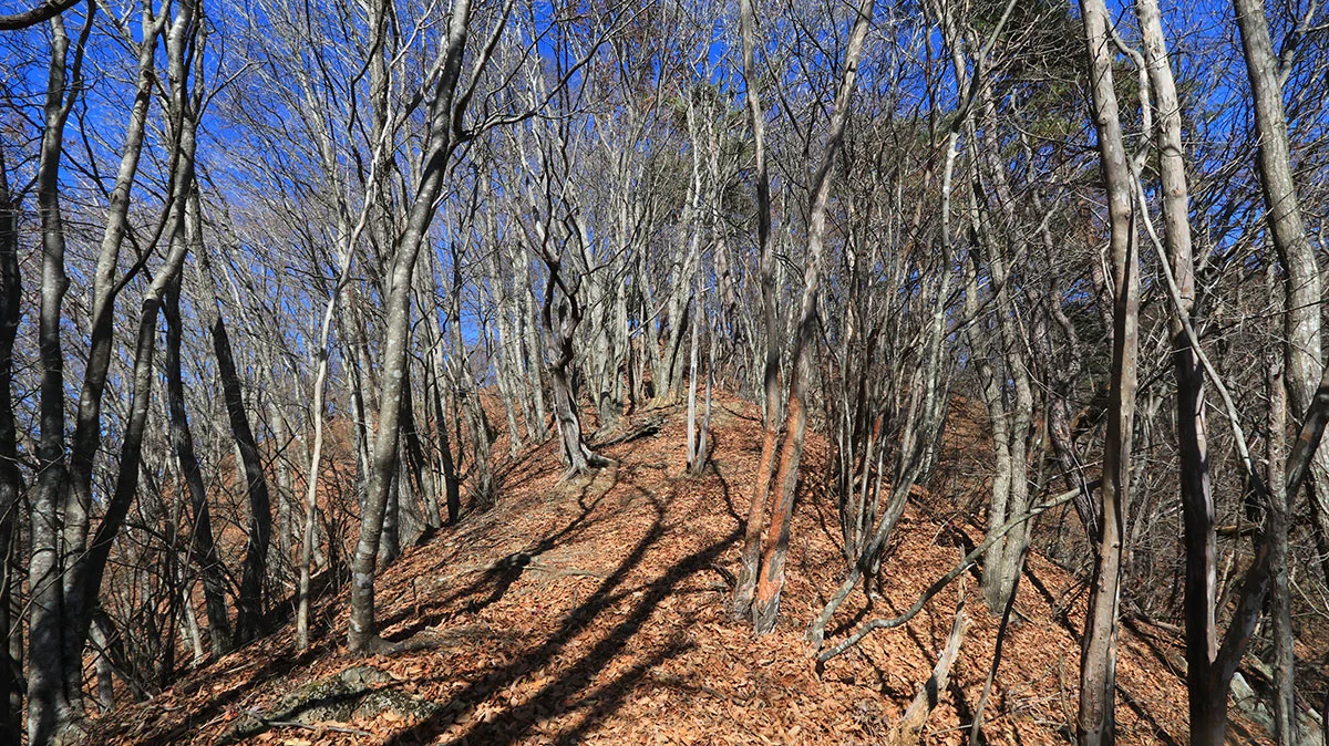 分岐まであと少しの地点