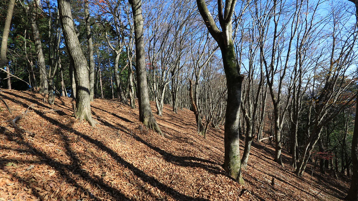 雨降山直前の登山道