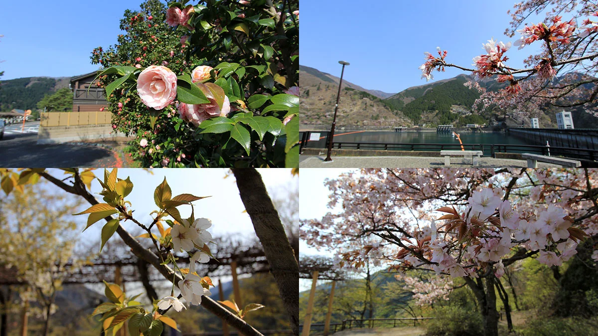 奥多摩湖周辺の花