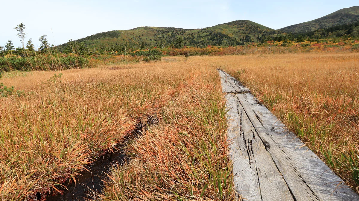 木道の左に小川
