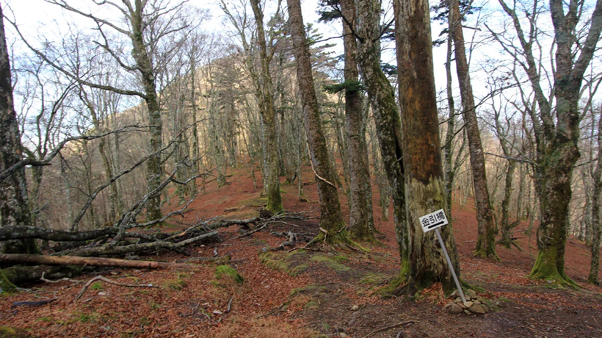 カナビキ尾根、天川コース合流地点