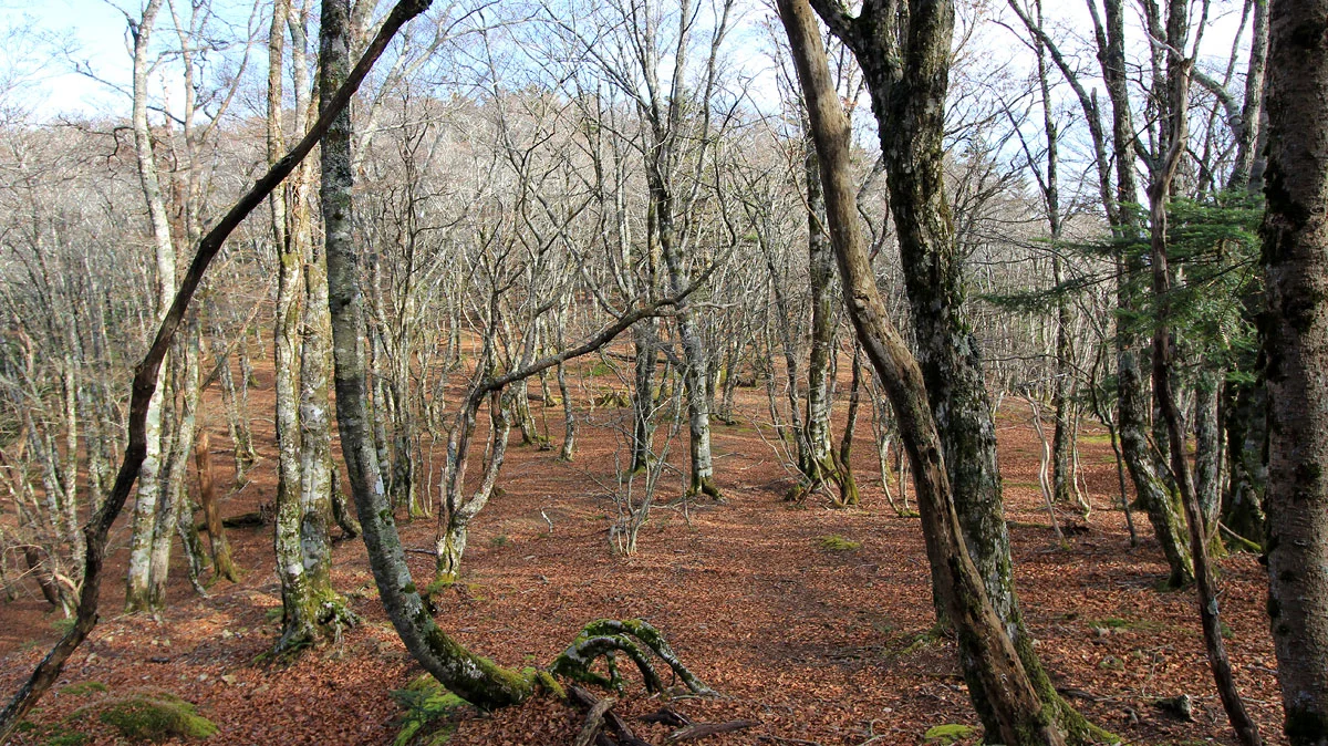八経ヶ岳登山道