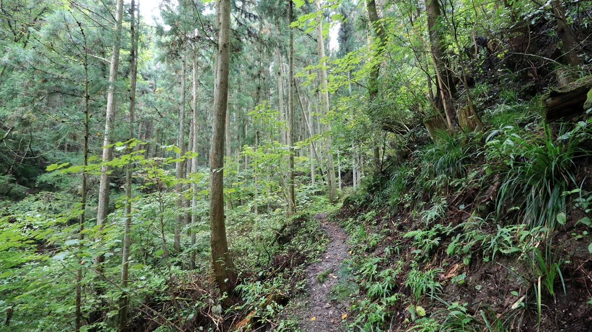 鬱蒼とした登山道