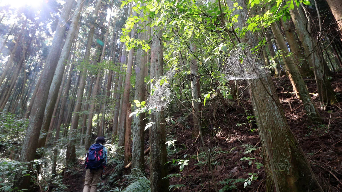 朝日に照らされ輝く蜘蛛の巣