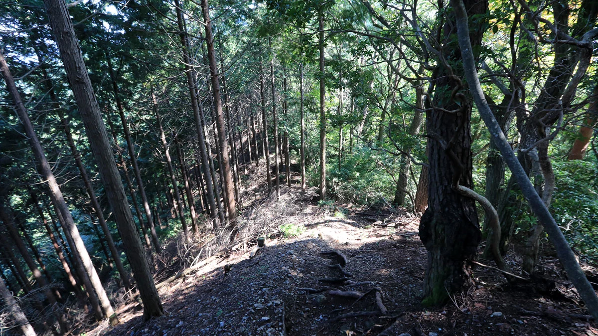 札立峠への下り道