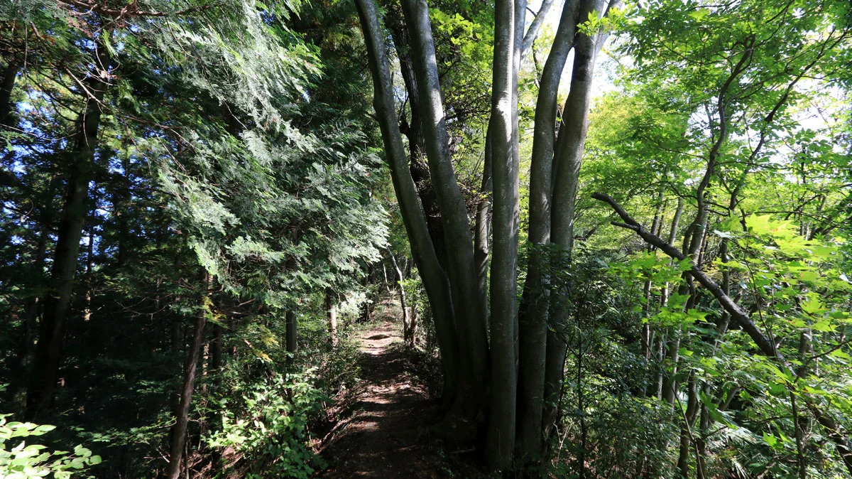 ヒュドラーのような木