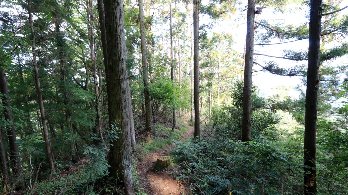 緩やかな傾斜の登山道