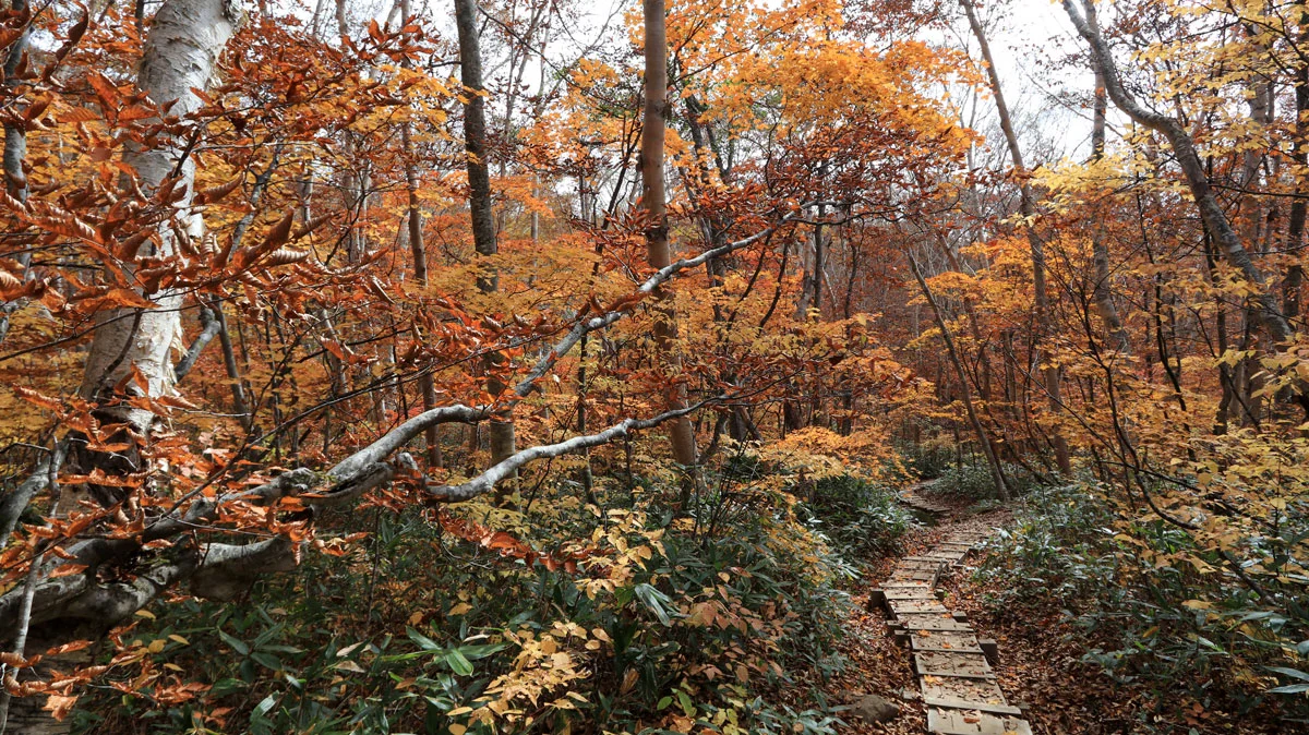 黄葉に色づく森
