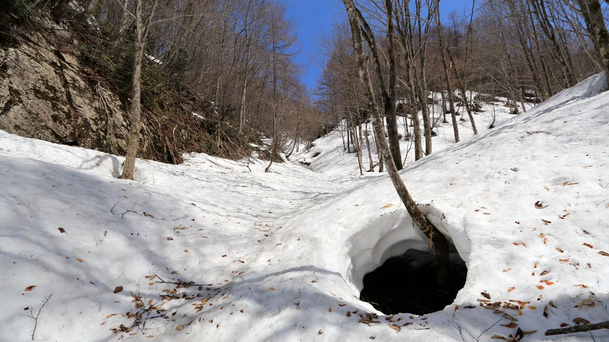 雪根開き、根開き