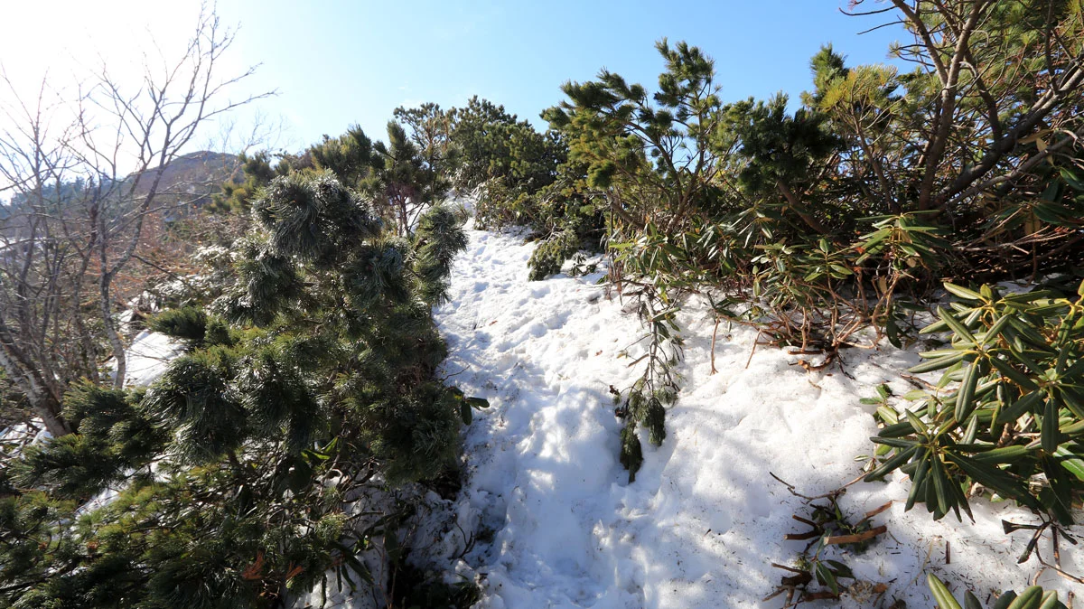 雪に埋もれる背丈を越すハイマツ