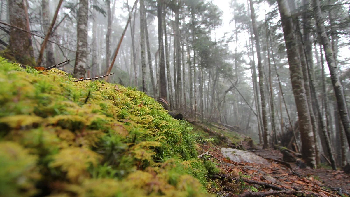南御室小屋までの道