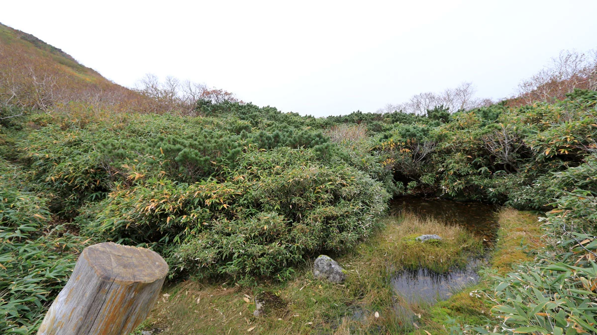 弥生登山道八合目