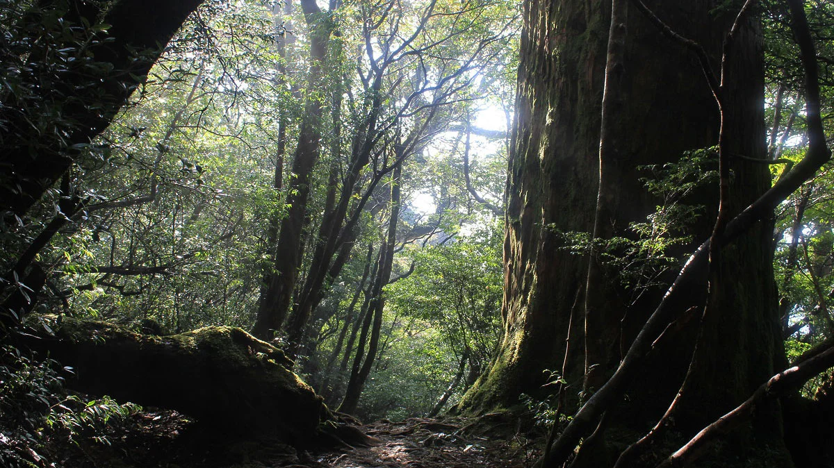 縄文杉近くの登山
