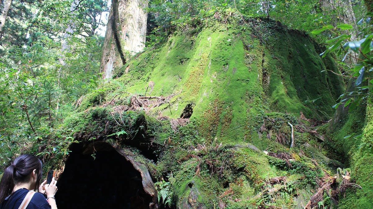 行列のウィルソン株