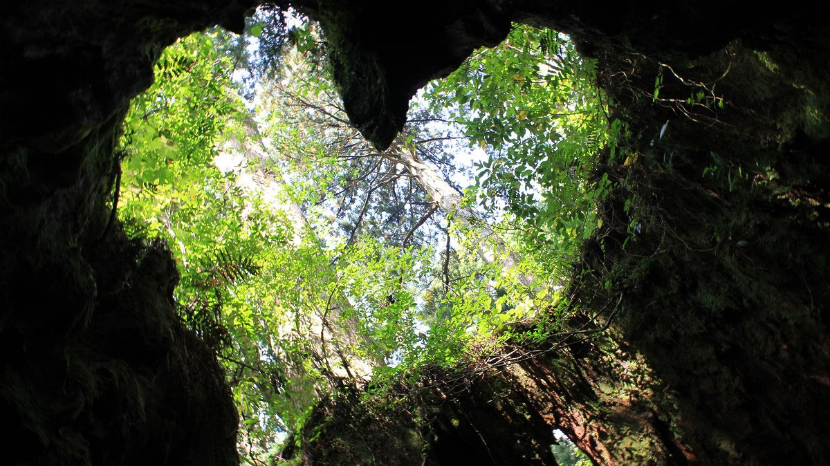 ウィルソン株のハートマーク