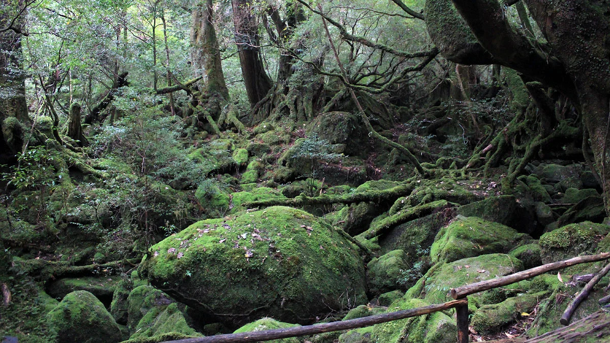 苔むす森