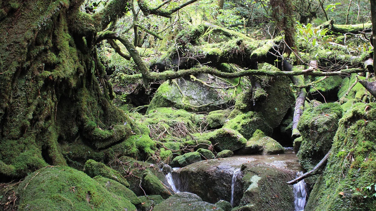 進行方向は奥深い森。