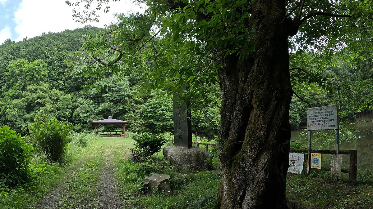 桜の老木と休憩舎