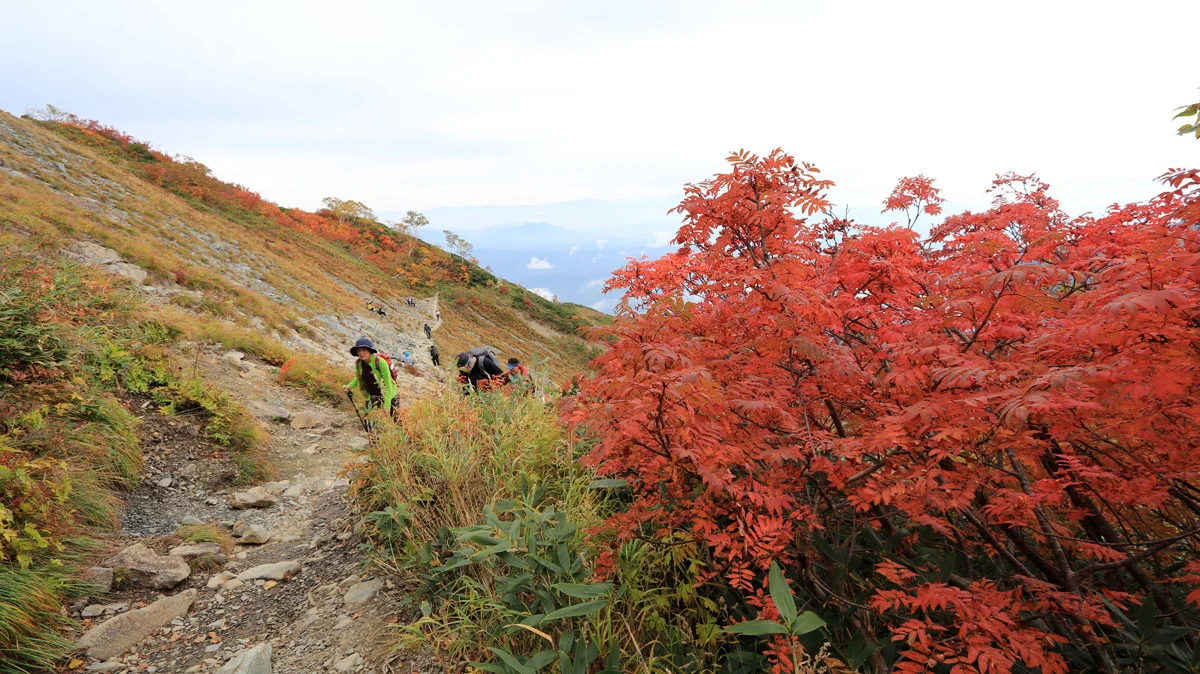真っ赤に染まる木々の葉っぱ