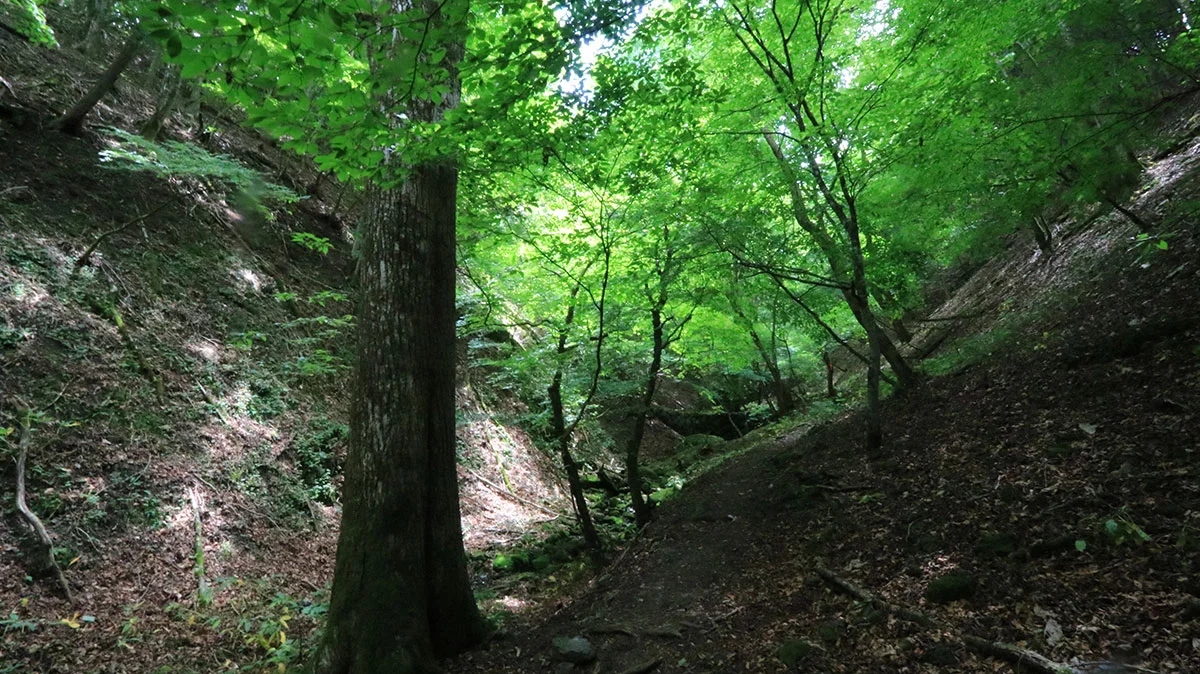 涸れ沢沿いの道